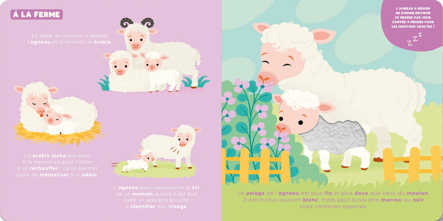 P'tit touche à tout / Les bébés animaux